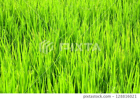 抽穗期帶有晨露的水稻植株 抽穗期帶有晨露的水稻植株 128816021