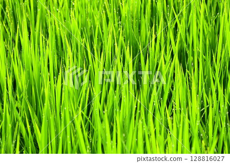 Rice plants with morning dew at the heading stage Rice plants with morning dew at the heading stage 128816027