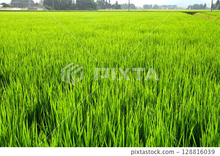 抽穗期帶有晨露的水稻植株 抽穗期帶有晨露的水稻植株 128816039