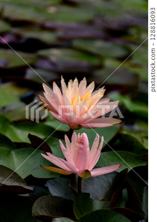 Water lily flower close-up material Water lily flower close-up material 128816093