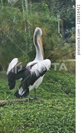 This is pelican on the water  128816421