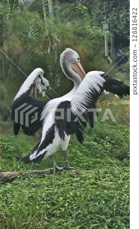This is pelican on the water  128816422