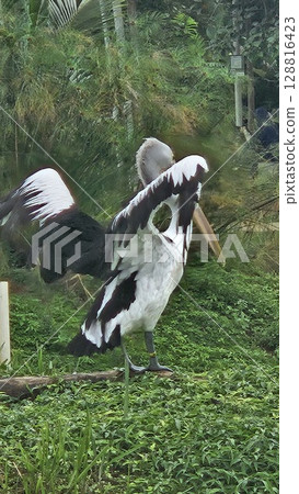 This is pelican on the water  128816423