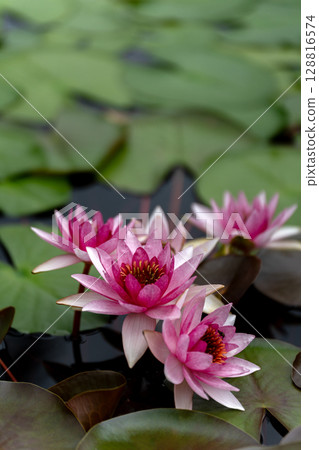A pond with blooming water lilies 128816574