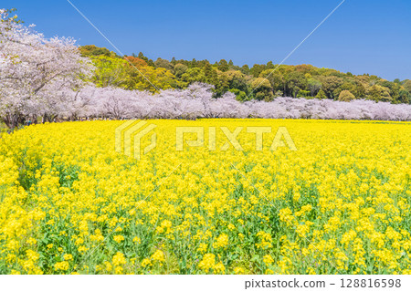 <宮崎縣>西都原～櫻花與油菜花田 128816598