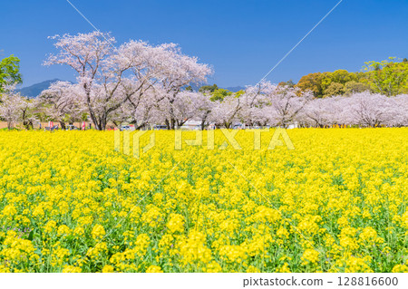 <Miyazaki Prefecture> Saitobaru - Cherry blossoms in full bloom and rapeseed fields <Miyazaki Prefecture> Saitobaru - Cherry blossoms in full bloom and rapeseed fields 128816600