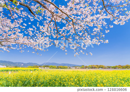 <宮崎縣>西都原~櫻花與油菜花田 <宮崎縣>西都原~櫻花與油菜花田 128816606