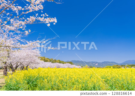 <宮崎縣>西都原～櫻花與油菜花田 128816614