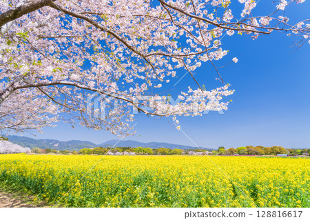 <Miyazaki Prefecture> Saitobaru - Cherry blossoms in full bloom and rapeseed fields <Miyazaki Prefecture> Saitobaru - Cherry blossoms in full bloom and rapeseed fields 128816617