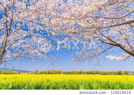 <Miyazaki Prefecture> Saitobaru - Cherry blossoms in full bloom and rapeseed fields 128816618