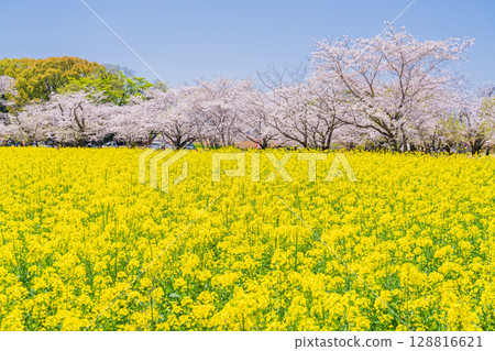 <Miyazaki Prefecture> Saitobaru - Cherry blossoms in full bloom and rapeseed fields <Miyazaki Prefecture> Saitobaru - Cherry blossoms in full bloom and rapeseed fields 128816621