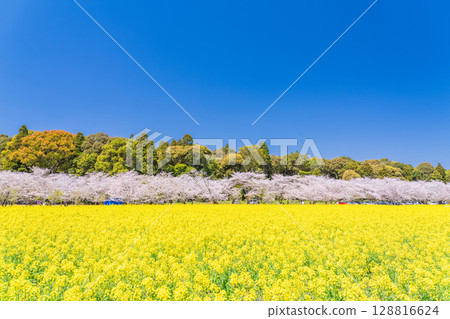 <Miyazaki Prefecture> Saitobaru - Cherry blossoms in full bloom and rapeseed fields <Miyazaki Prefecture> Saitobaru - Cherry blossoms in full bloom and rapeseed fields 128816624