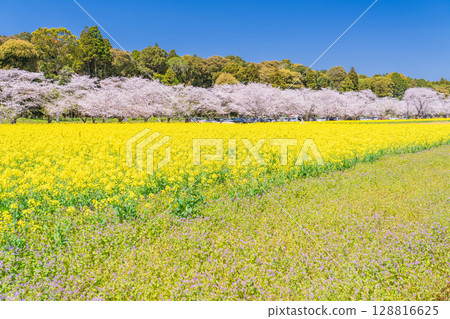 <宮崎縣>西都原～櫻花與油菜花田 128816625