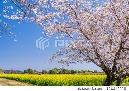 <Miyazaki Prefecture> Saitobaru - Cherry blossoms in full bloom and rapeseed fields 128816628