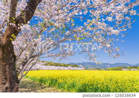 <宮崎縣>西都原～櫻花與油菜花田 128816634