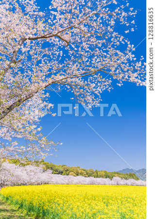 <Miyazaki Prefecture> Saitobaru - Cherry blossoms in full bloom and rapeseed fields 128816635