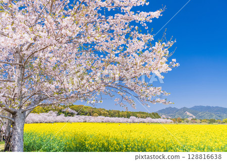 <Miyazaki Prefecture> Saitobaru - Cherry blossoms in full bloom and rapeseed fields <Miyazaki Prefecture> Saitobaru - Cherry blossoms in full bloom and rapeseed fields 128816638