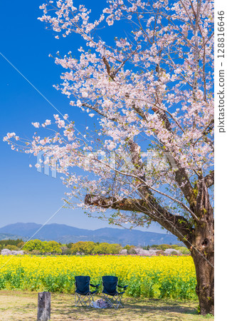 <Miyazaki Prefecture> Saitobaru - Cherry blossoms in full bloom and rapeseed fields 128816646