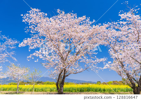 <宮崎縣>西都原～櫻花與油菜花田 128816647