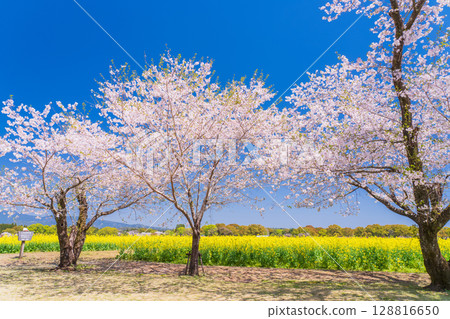 <Miyazaki Prefecture> Saitobaru - Cherry blossoms in full bloom and rapeseed fields <Miyazaki Prefecture> Saitobaru - Cherry blossoms in full bloom and rapeseed fields 128816650