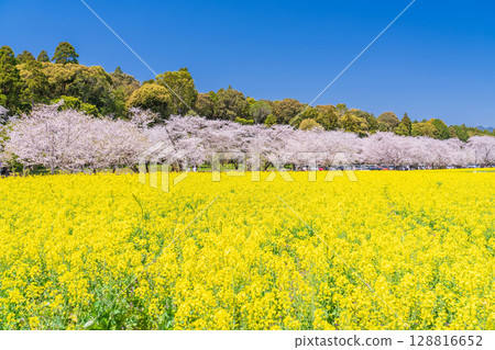 <宮崎縣>西都原～櫻花與油菜花田 128816652
