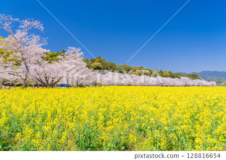 <Miyazaki Prefecture> Saitobaru - Cherry blossoms in full bloom and rapeseed fields <Miyazaki Prefecture> Saitobaru - Cherry blossoms in full bloom and rapeseed fields 128816654