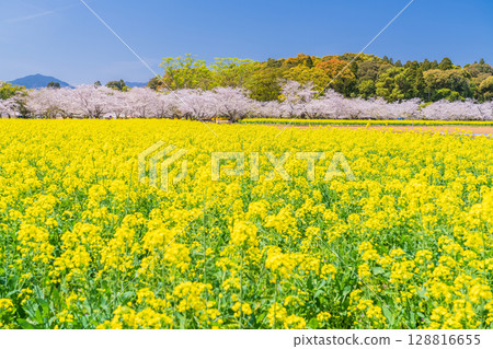<Miyazaki Prefecture> Saitobaru - Cherry blossoms in full bloom and rapeseed fields 128816655