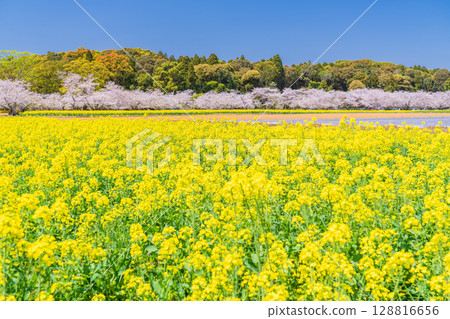 <Miyazaki Prefecture> Saitobaru - Cherry blossoms in full bloom and rapeseed fields 128816656