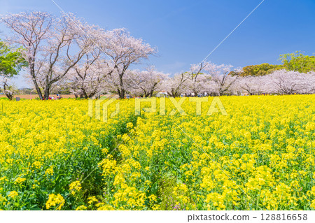 <Miyazaki Prefecture> Saitobaru - Cherry blossoms in full bloom and rapeseed fields <Miyazaki Prefecture> Saitobaru - Cherry blossoms in full bloom and rapeseed fields 128816658