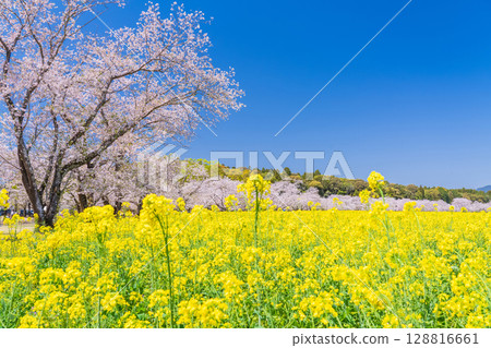<Miyazaki Prefecture> Saitobaru - Cherry blossoms in full bloom and rapeseed fields <Miyazaki Prefecture> Saitobaru - Cherry blossoms in full bloom and rapeseed fields 128816661