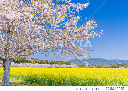 <宮崎縣>西都原~櫻花與油菜花田 <宮崎縣>西都原~櫻花與油菜花田 128816662