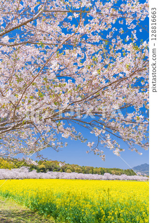 <宮崎縣>西都原~櫻花與油菜花田 <宮崎縣>西都原~櫻花與油菜花田 128816663