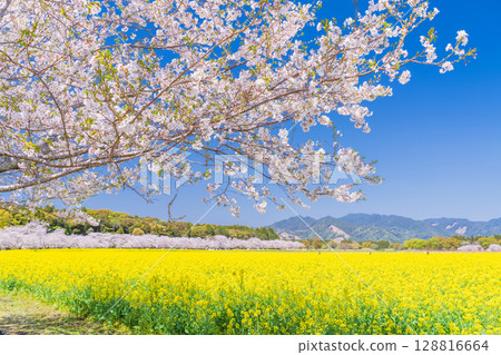 <宮崎縣>西都原～櫻花與油菜花田 128816664