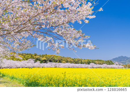 <宮崎縣>西都原～櫻花與油菜花田 128816665