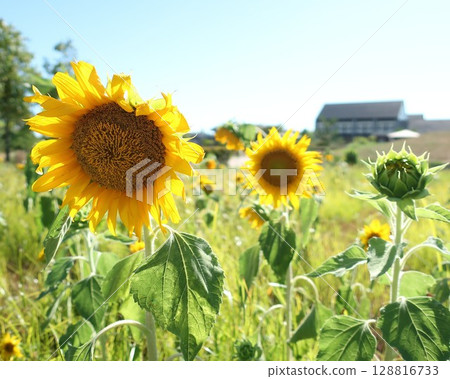 新潟縣新發田市紫雲寺紀念公園的向日葵 128816733