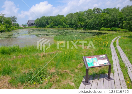 長野縣志賀高原的荷花池 128816735