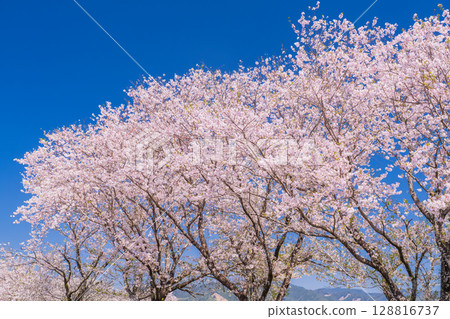 <Miyazaki Prefecture> Saitobaru, cherry blossom trees in full bloom <Miyazaki Prefecture> Saitobaru, cherry blossom trees in full bloom 128816737