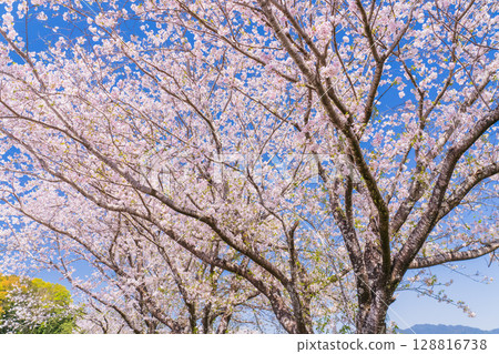 <Miyazaki Prefecture> Saitobaru, cherry blossom trees in full bloom <Miyazaki Prefecture> Saitobaru, cherry blossom trees in full bloom 128816738