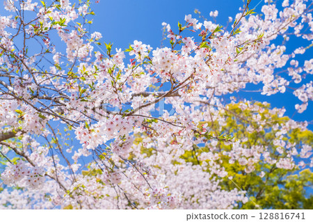 <宮崎縣>西都原,櫻花盛開 <宮崎縣>西都原,櫻花盛開 128816741