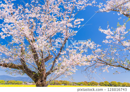<Miyazaki Prefecture> Saitobaru, cherry blossom trees in full bloom <Miyazaki Prefecture> Saitobaru, cherry blossom trees in full bloom 128816743