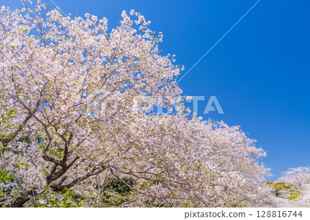 <Miyazaki Prefecture> Saitobaru, cherry blossom trees in full bloom 128816744