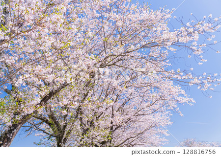 <Miyazaki Prefecture> Saitobaru, cherry blossom trees in full bloom 128816756