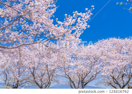 <Miyazaki Prefecture> Saitobaru, cherry blossom trees in full bloom <Miyazaki Prefecture> Saitobaru, cherry blossom trees in full bloom 128816762