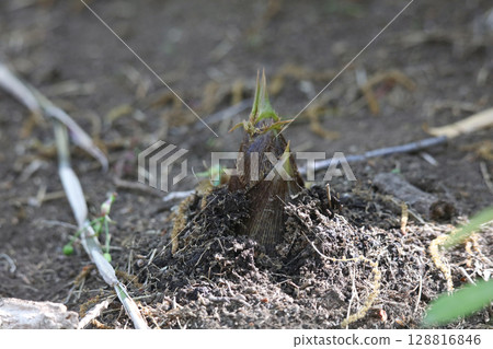 Bamboo shoots growing in the bamboo grove 128816846