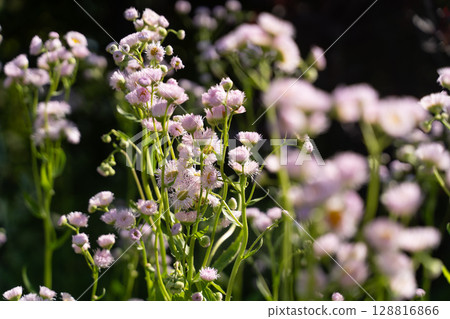 春花在陽光下搖曳④ 春花在陽光下搖曳④ 128816866