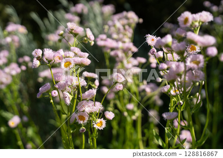 春花在陽光下搖曳⑤ 128816867