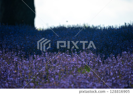 北海道札幌市Horomi Rin薰衣草 128816905