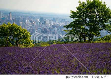 Hokkaido Sapporo City Horomi Rin Lavender Hokkaido Sapporo City Horomi Rin Lavender 128816938