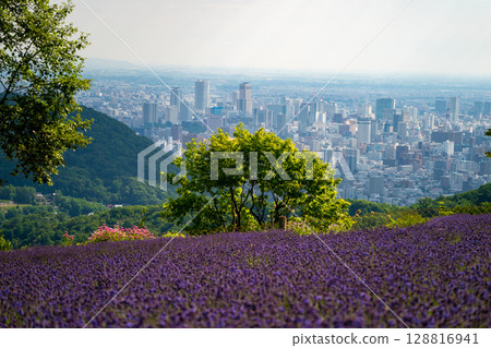 Hokkaido Sapporo City Horomi Rin Lavender 128816941