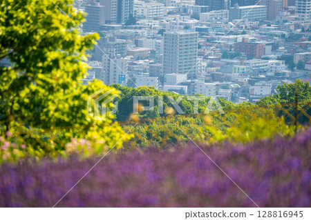 北海道札幌市Horomi Rin薰衣草 北海道札幌市Horomi Rin薰衣草 128816945